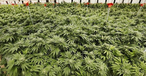 Weed Legal in California