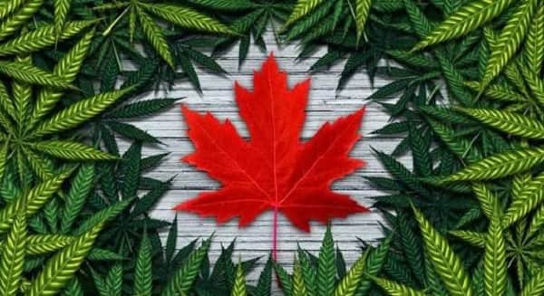 Weed Legal in Canada