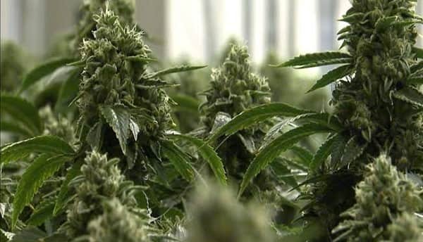 Weed Legal in Chicago? 