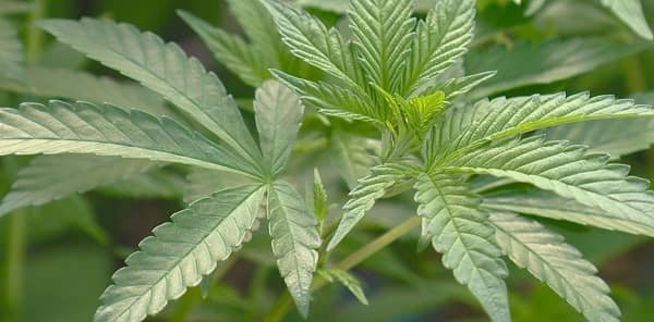 Weed Legal in Idaho
