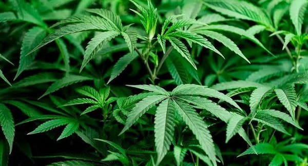 Weed Legal in Maryland