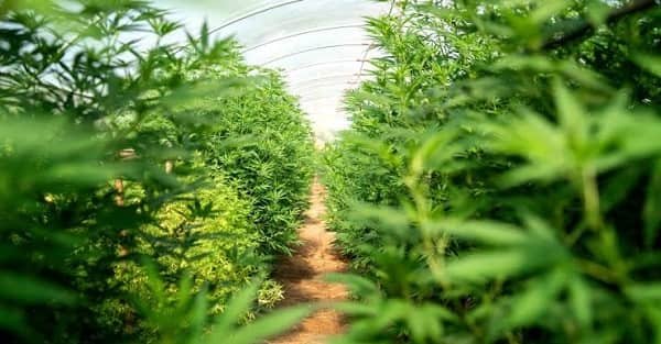 Weed Legal in Oklahoma