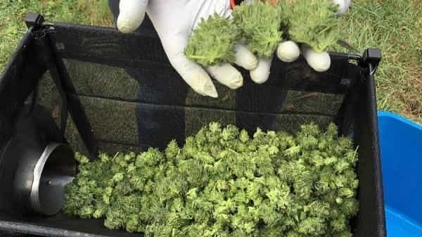 Weed Legal in Oregon
