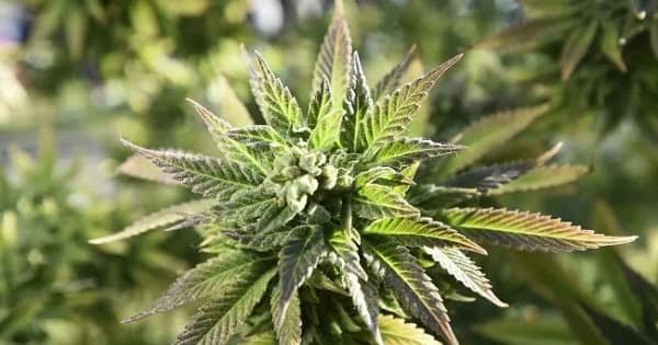 Weed Legal in Tennessee