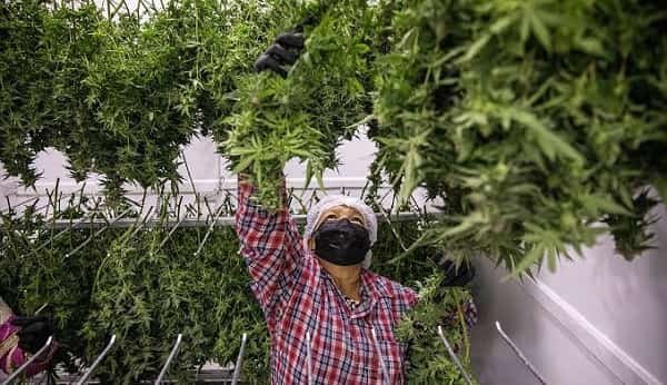 Weed Legal in Thailand