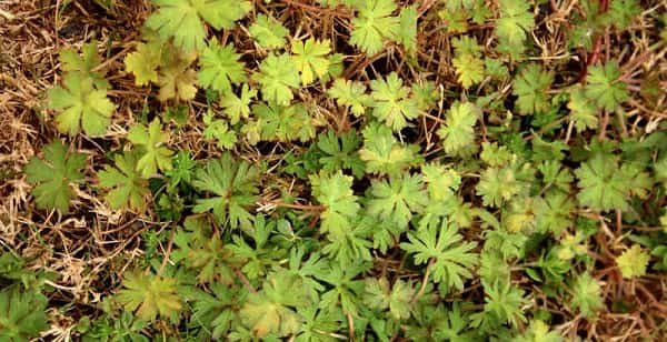 Weed Mississippi