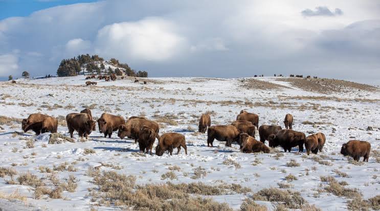 Yellowstone National Park's bison management